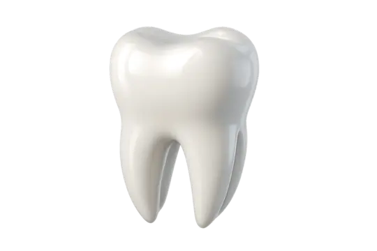3D 어금니 모형